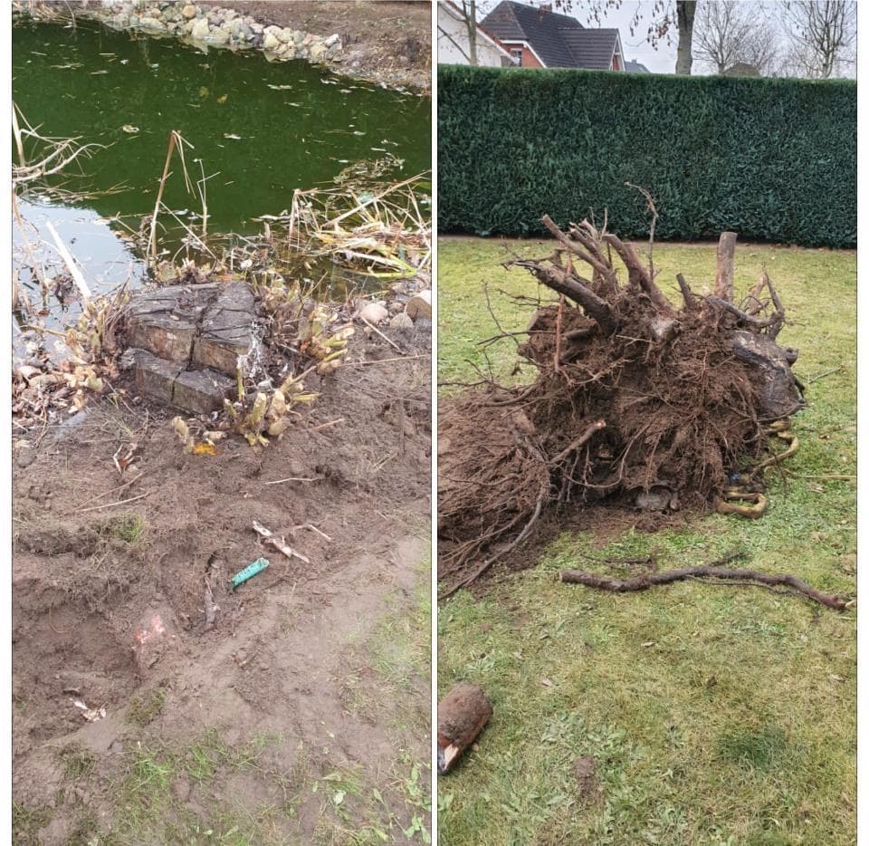 Teichreinigung und Wurzelentfernung